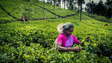 SriLanka_ASRITREK_17_A.Jadot[1]